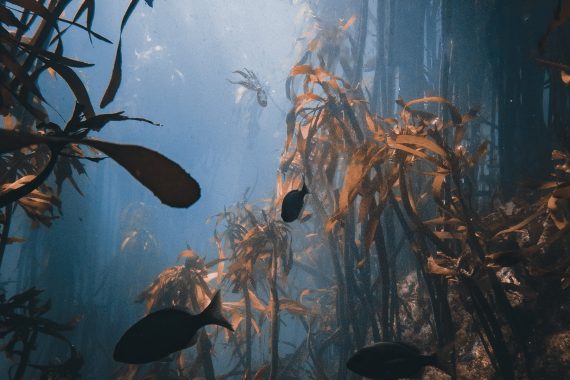 オクトパスの神秘: 海の賢者は語る ネタバレ考察｜海の底で人間が忘れた「生きる」を思い出した話