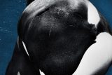 Blackfish（ブラックフィッシュ）の衝撃：シャチが人を殺す理由を問うドキュメンタリー【ネタバレ考察】