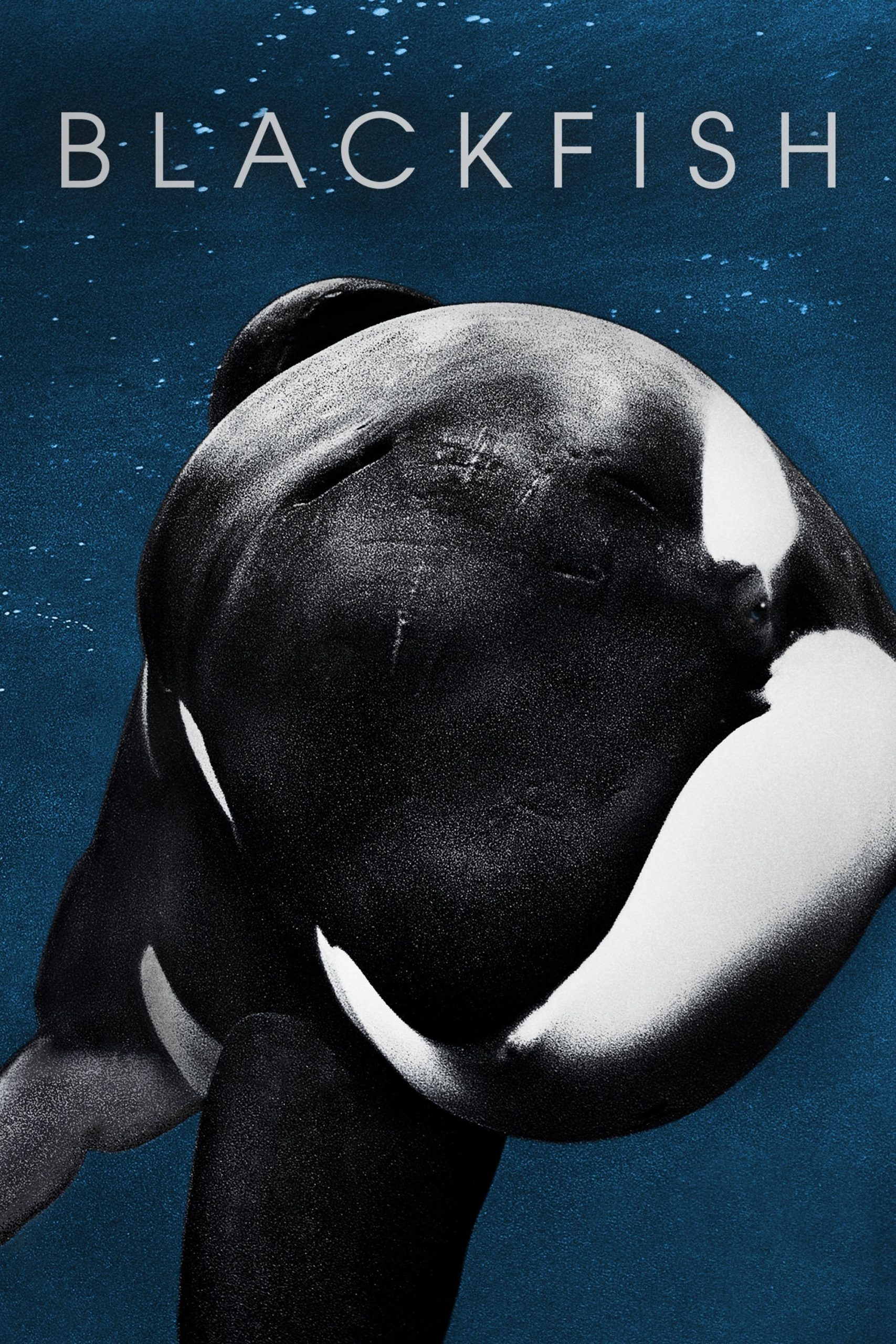 Blackfish（ブラックフィッシュ）の衝撃：シャチが人を殺す理由を問うドキュメンタリー【ネタバレ考察】