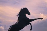 The Black Stallion ネタバレ考察：少年と黒い馬の絆が、孤独と勝利を超える瞬間