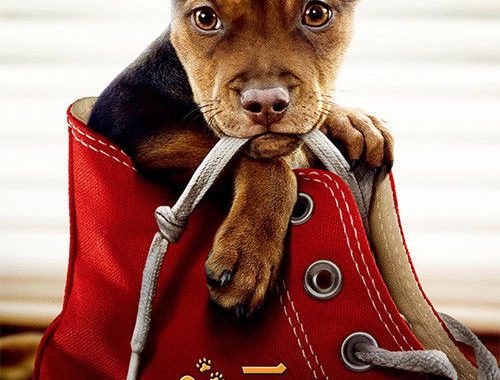 【ベラのワンダフル・ホーム】犬目線の旅路が暴く、人間社会の残酷な真実