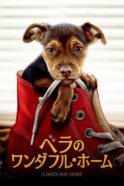 【ベラのワンダフル・ホーム】犬目線の旅路が暴く、人間社会の残酷な真実
